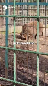 VIDEO PACMA OSOS LEON