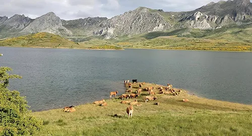 VACAS PASTANDO JUNTO AL EMBALSE DE CASARES