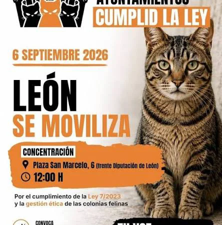 colonias felinas - León