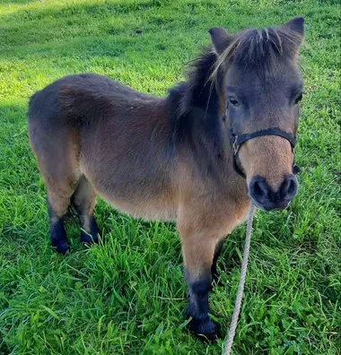 PONY