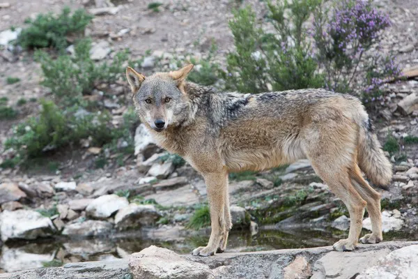 LOBO IBERICO EN ROBLEDO DE SANABRIA
