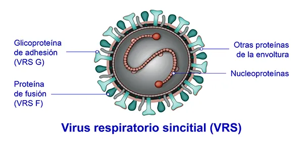 virus respiratorio sincitial