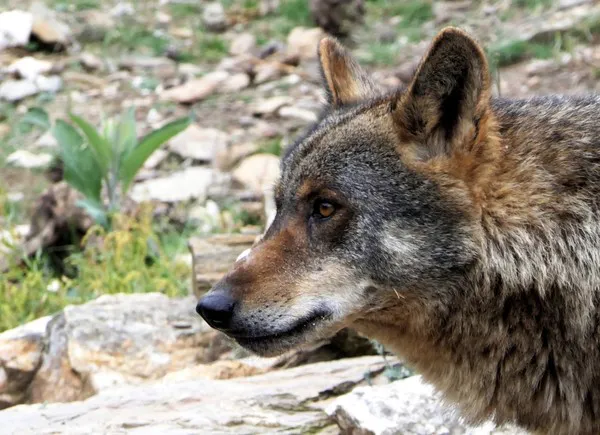 LOBO IBERICO