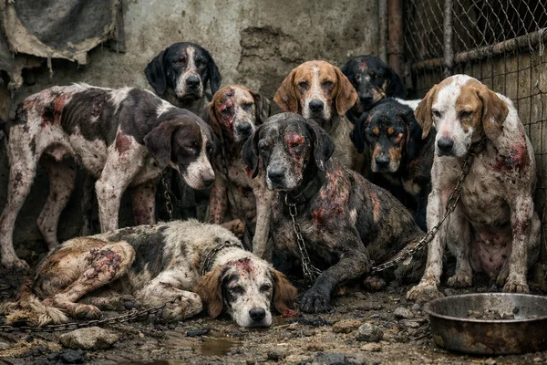 Perros de caza en un estado crítico (1)