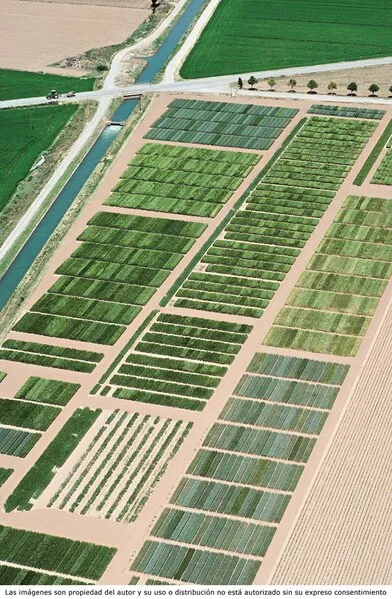 CONCENTRACION PARCELARIA