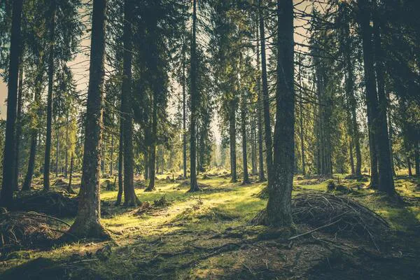 Bosque - Rudof Jakkel