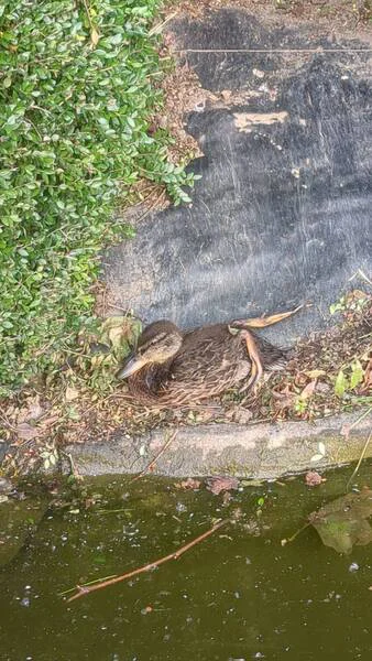 PATOS MUERTOS (1)