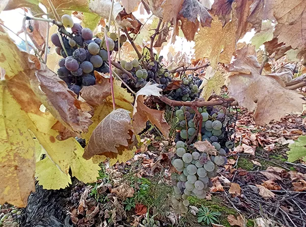 VIÑAS BIERZO