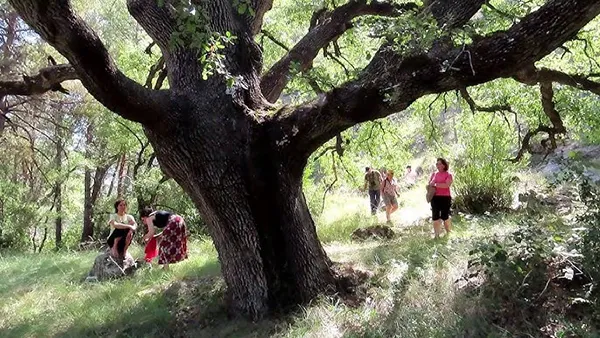 BOSQUE DE VALDAVIDO