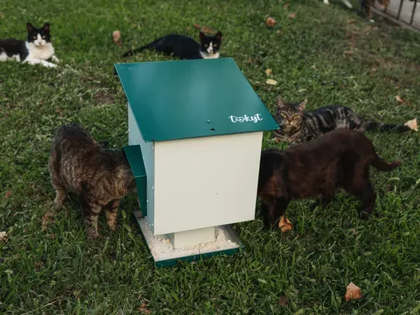 dispensador de pienso para gatos