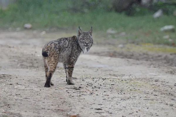 LINCE IBERICO