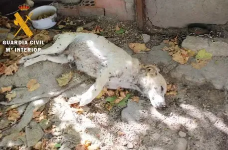 ANIMALES MUERTOS EN NAVA DE LA ASUNCION