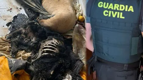 CADAVERES DE DOS PERROS ENCONTRADOS EN NAVATEJERA