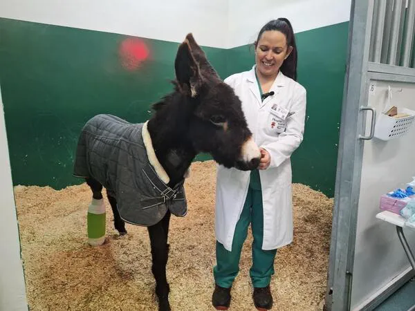 IMAGEN DEL ANIMAL INTERVENIDO EN EL HOSPITAL VETERINARIO DE LA ULE 