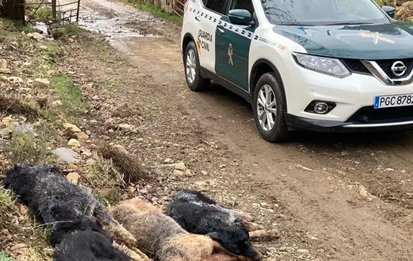 PERROS MUERTOS EN UNA CACERIA EN VEGACERVERA