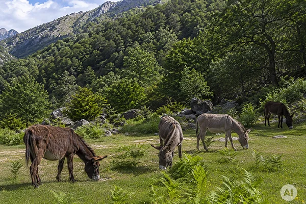 BURROS PASTANDO