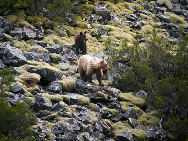 Osa con cría de segundo año en al Alto Sil leonés