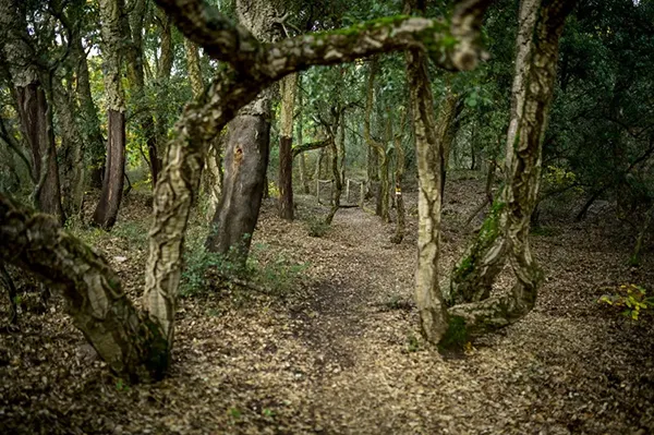 El Alcornocal de Cobrana
