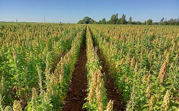 Quinoa