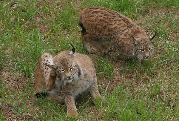 LINCE IBERICO EN CAUTIVIDAD