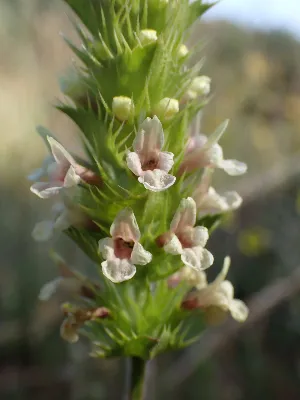PLANTA DE TÉ