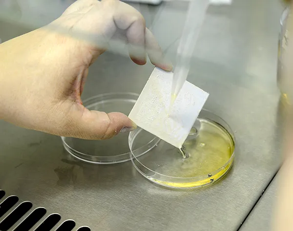 DESCUBREN PROPIEDADES EN EL LUPULO COMO RECUBRIMIENTO EN MADERAS Y METALES