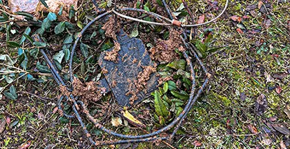 Cepo hallado en un camino de los Montes Torozos