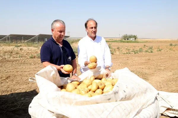 20260819+ESTUDIO+CULTIVO+PATATA+08