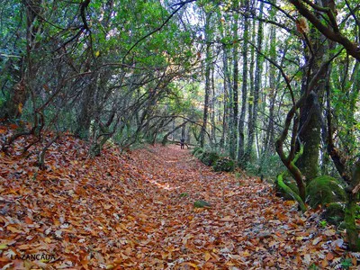 BOSQUES DE LA CEPEDA - WIKILOC