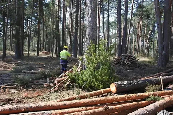 Tratamientos-Selvicolas