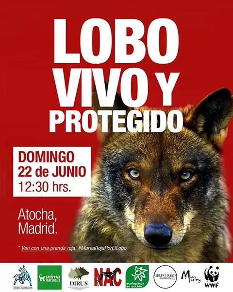 Lobo-vivo-y-protegido