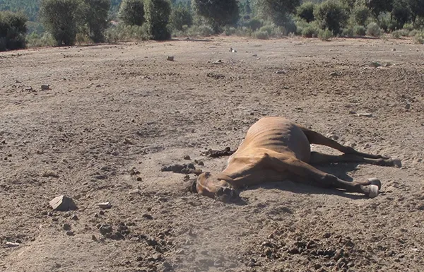 Caballo malnutrido en la explotación de Serradilla del Llano, cuyo propietario se encuentra investigado. - GUARDIA CIVIL