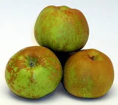 MANZANA DEL BIERZO