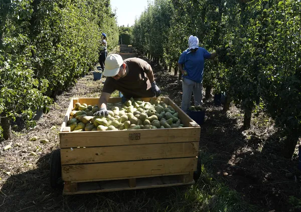 INICIO DE LA COSECHA DE PERA CONFERENCIA EN EL BIERZO