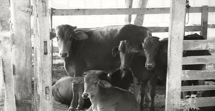 CUADRA CON VACAS