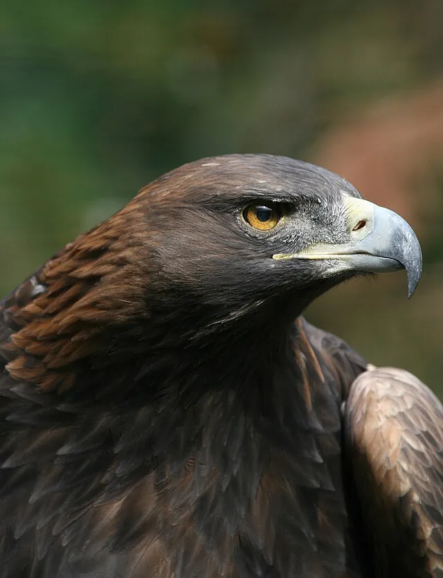 Steinadler_Aquila_chrysaetos_closeup1_Richard_Bartz