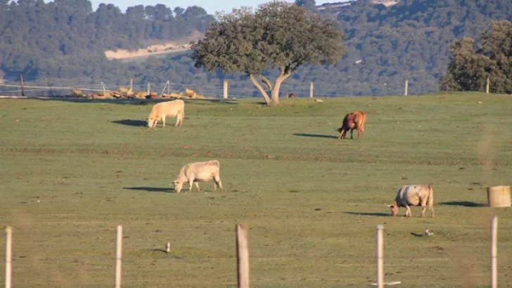 GANADO DE MIERES PASTA EN LEON