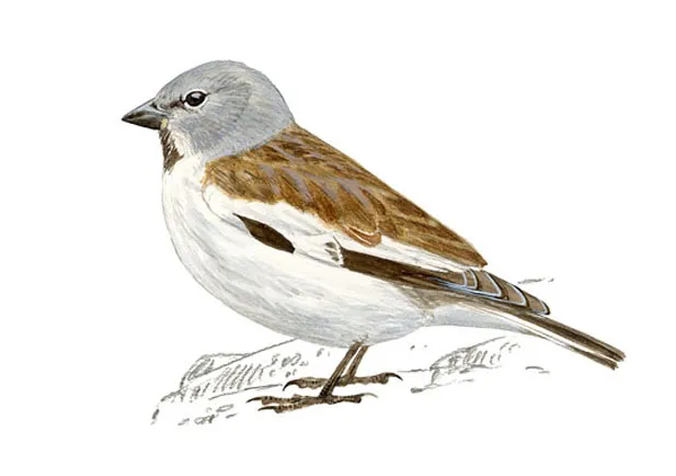 Gorrion-alpino_JuanVarela_1