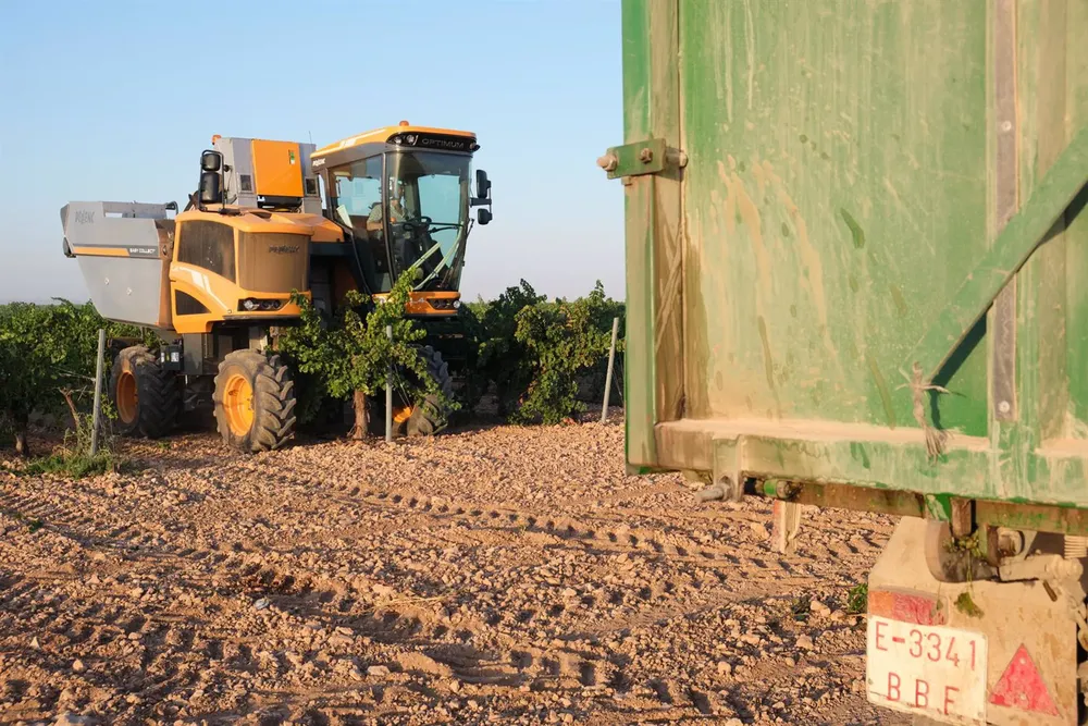 Una vendimiadora recoge la uva Sauvignon Blanc. - Rey Sotolongo - Europa Press