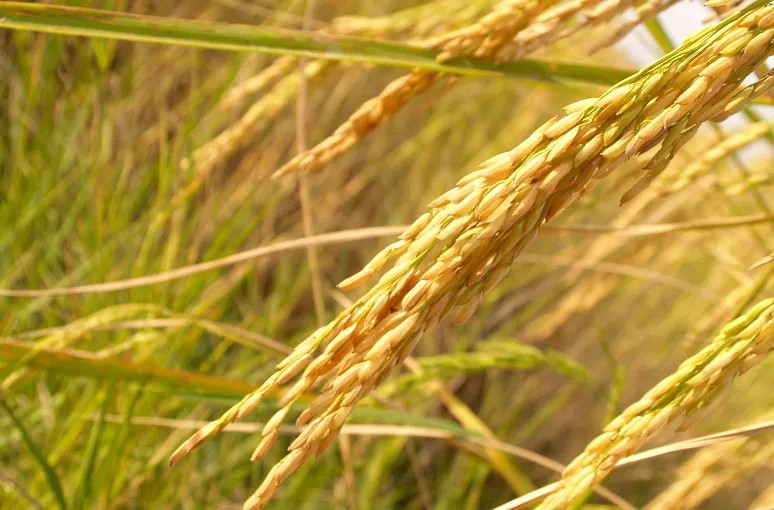 ARROZ