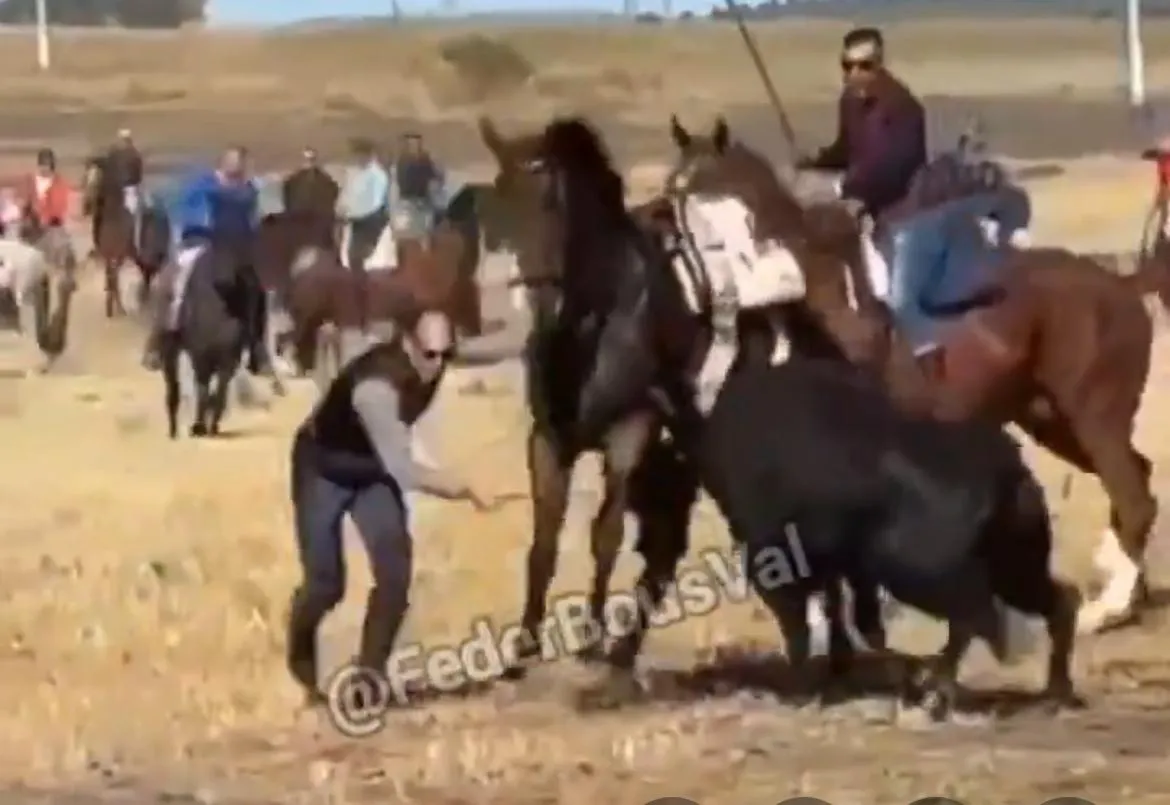 MUERTE DE UN CABALLO EN EL ENCIERRO DE OLMEDO