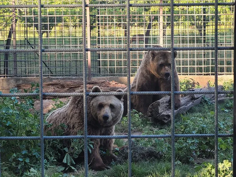 LOS OSOS DEL COTO ESCOLAR EN LEON