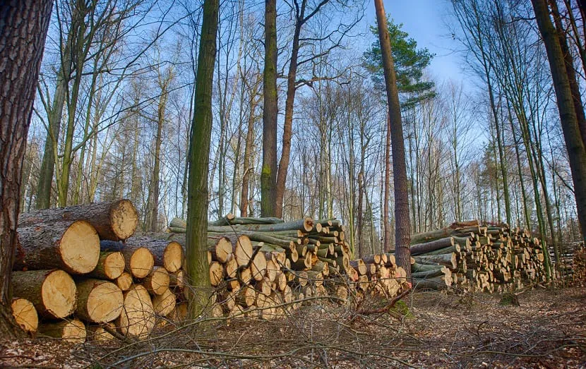 RECURSOS FORESTALES