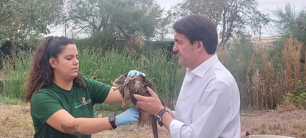 Suarez Quiñones asiste a la suelta de un Milano Negro en el CRAS de Valladolid - EP