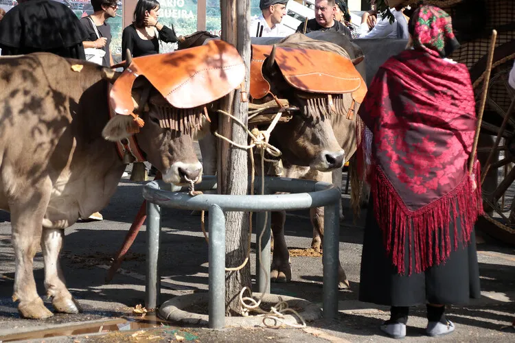 CONCURSO Y DESFILE DE CARROS ENGALANADOS
