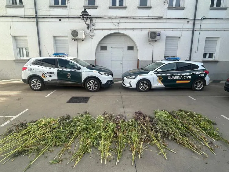UN DETENIDO EN VILLAMAÑAN POR EL CULTIVO DE CANNABIS