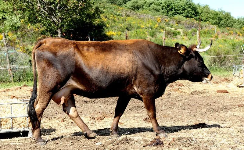 GANADERIA ALTO BERNESGA