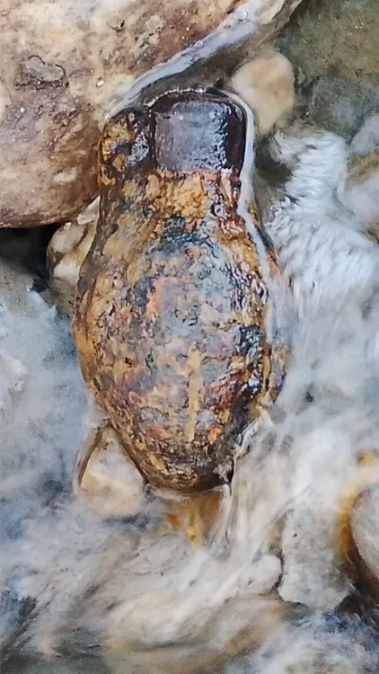 GRANADA EN LA DEPURADORA DE VILLALFEIDE