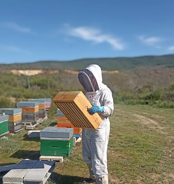 APICULTURA