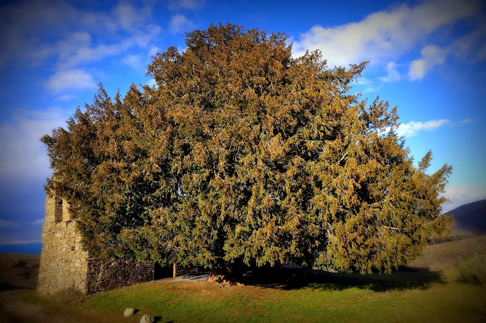 Tejo de San Cristóbal de Valdueza